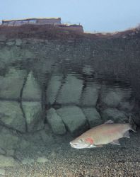 In the shallows at Capernwray Dive Centre.
F90 16mm. by Mark Thomas 